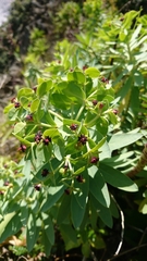 Euphorbia glauca