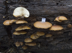 Crepidotus rufofloccosus