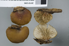 Crepidotus rufofloccosus