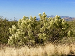 Baccharis sarothroides