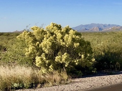 Baccharis sarothroides