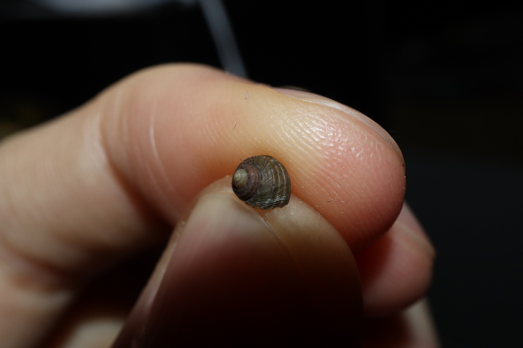 Top Snails from Port Macquarie NSW 2444, Australia on May 13, 2023 by