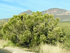 Baccharis sarothroides