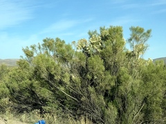 Baccharis sarothroides