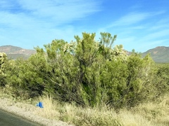 Baccharis sarothroides