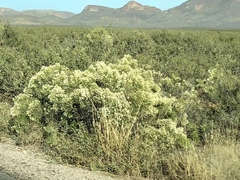 Baccharis sarothroides