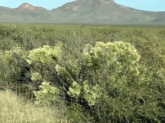 Baccharis sarothroides