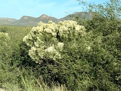 Baccharis sarothroides