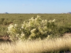 Baccharis sarothroides