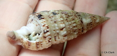 Turridae