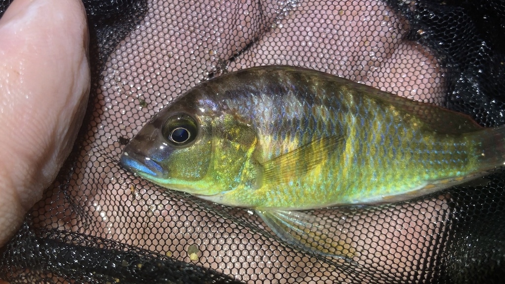 Burton's haplo (Astatotilapia burtoni) — Cichlidae