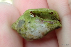 Maculastrombus maculatus