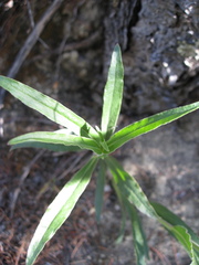 Penstemon lanceolatus