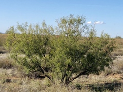 Prosopis glandulosa
