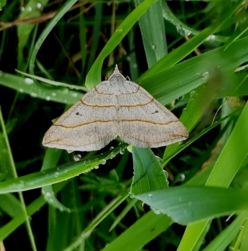 piadivka podobná (Scotopteryx mucronata)