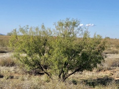 Prosopis glandulosa