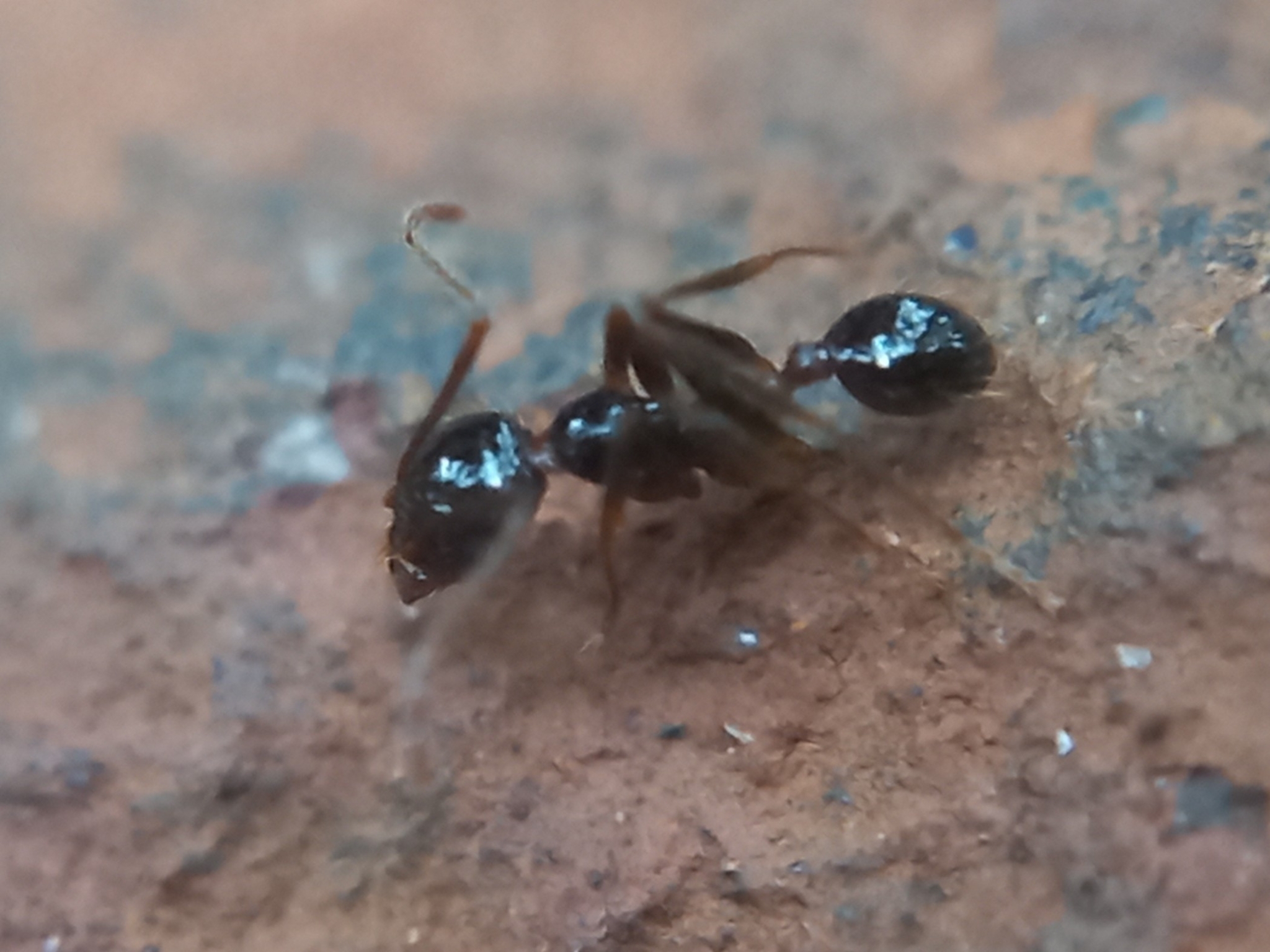 Pheidole phipsoni