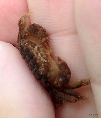 Pilodius areolatus
