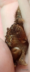 Pilodius areolatus