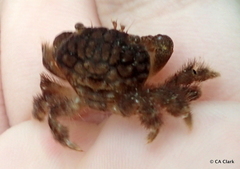 Pilodius areolatus