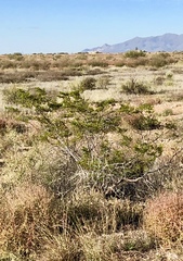 Larrea tridentata