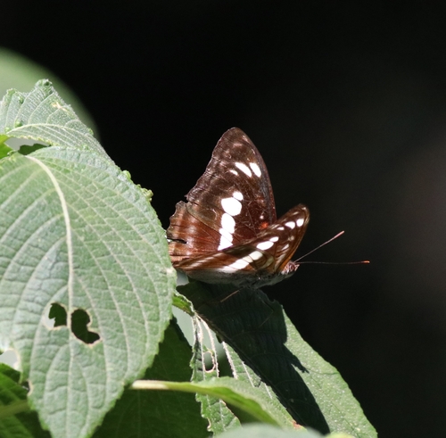 Photo of Staff Sergeant (Athyma selenophora)
