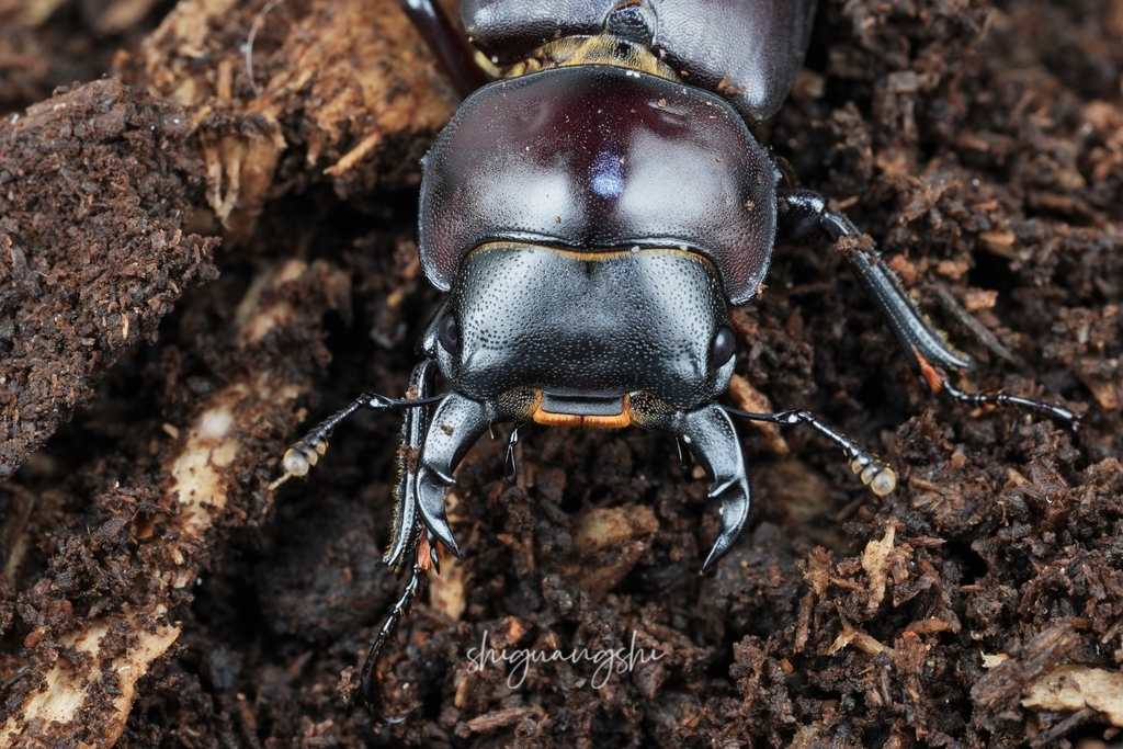 Dorcus davidis