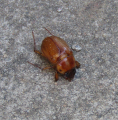 Cyclocephala pasadenae