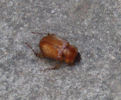 Cyclocephala pasadenae