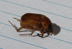 Cyclocephala pasadenae