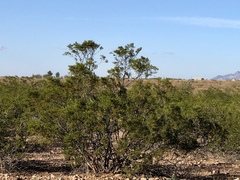 Larrea tridentata