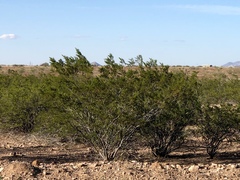 Larrea tridentata