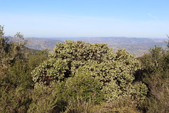 Arctostaphylos refugioensis