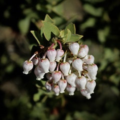 Arctostaphylos refugioensis