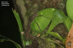 Asceles tanarata singapura