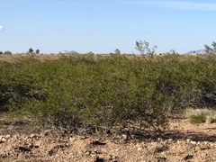 Larrea tridentata