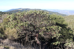 Arctostaphylos refugioensis