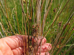 Juncus distegus