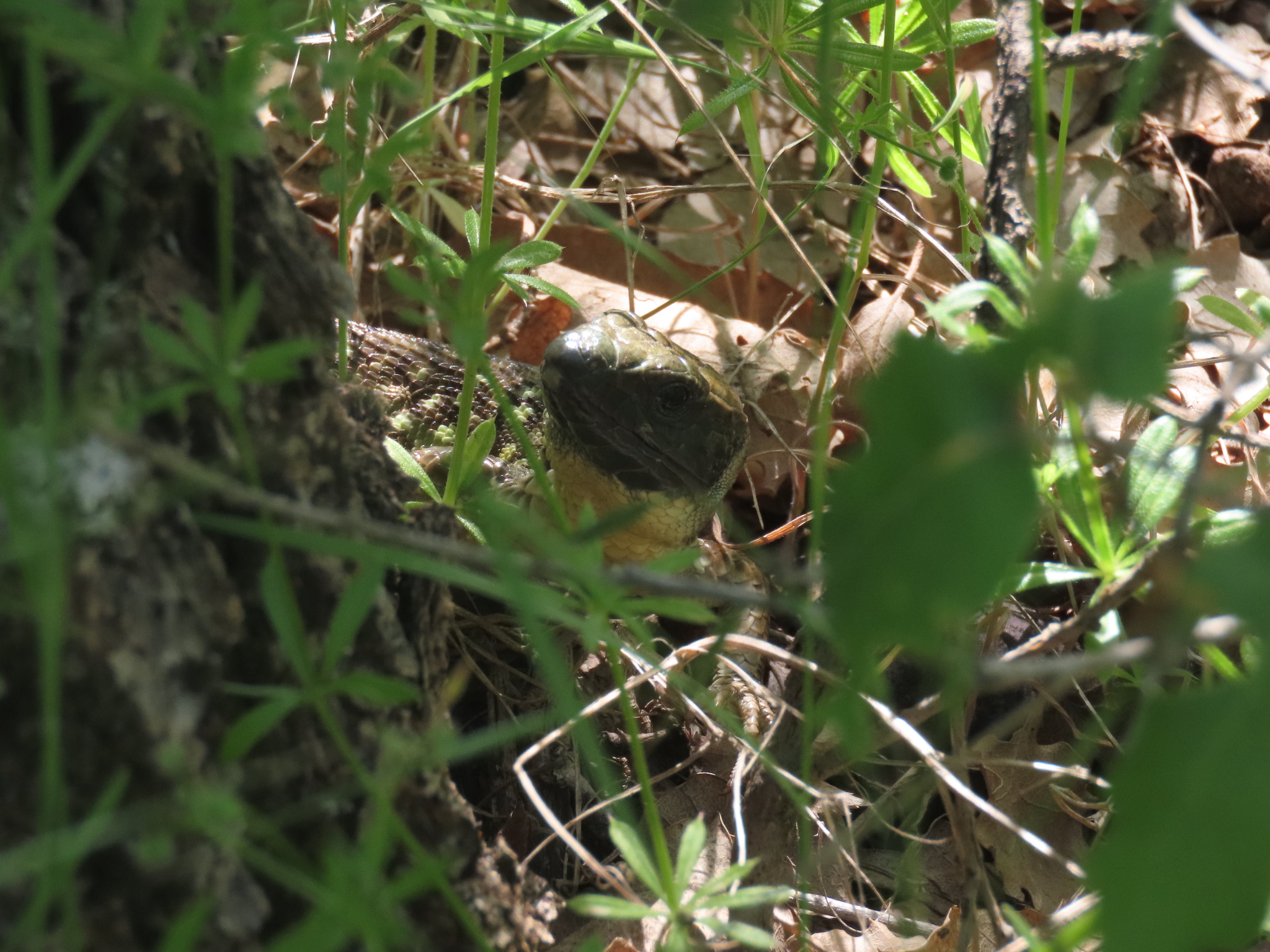 Kurdistan Lizard photo 8