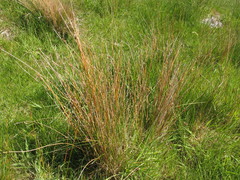 Juncus distegus