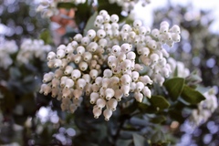 Arctostaphylos refugioensis