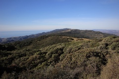 Arctostaphylos refugioensis