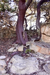Arctostaphylos refugioensis