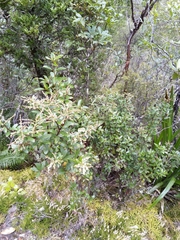 Gaultheria paniculata