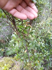 Gaultheria paniculata