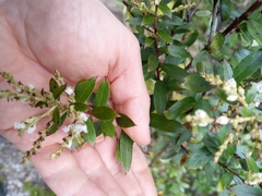 Gaultheria paniculata