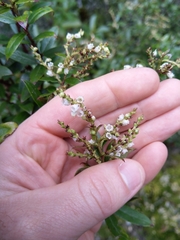 Gaultheria paniculata
