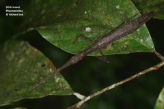Asceles tanarata singapura