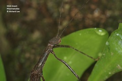 Asceles tanarata singapura