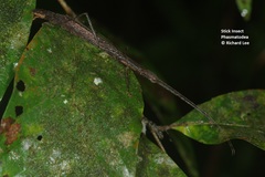 Asceles tanarata singapura
